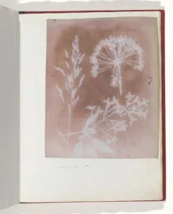 William Henry Fox Talbot photogenic drawing of plants, white silhouettes on light-sensitive paper, the original meaning of photogenic