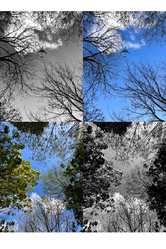 collage of 4 photos capturing the sky throughout the trees.